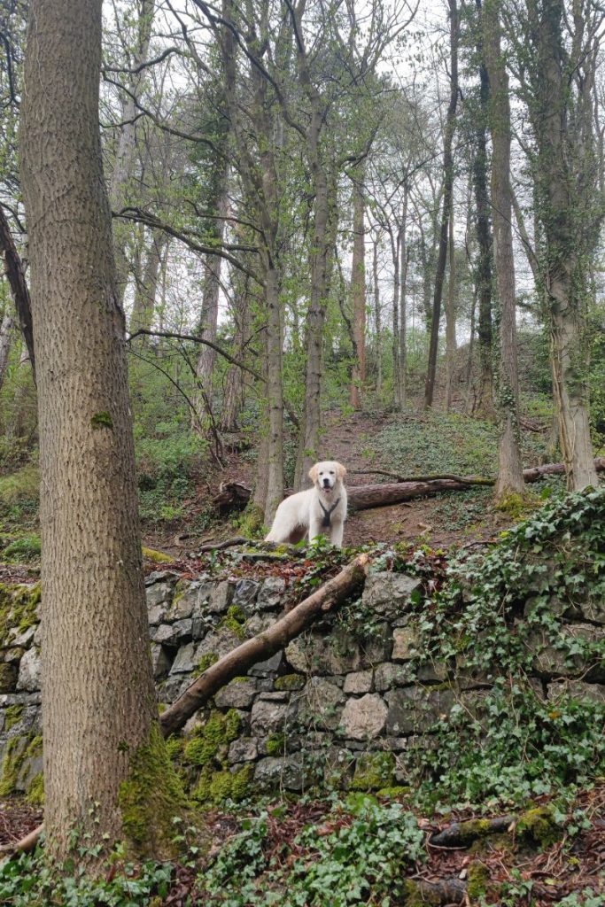 Hond wandeling Dinant