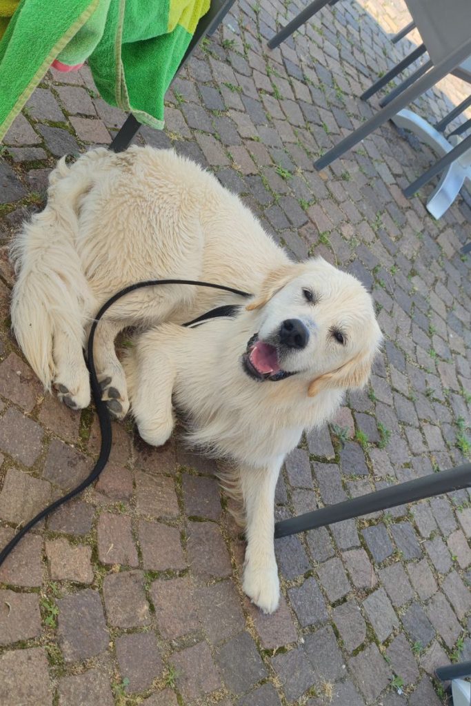 Hond Cafe Del Parco Lago Maggiore Italië