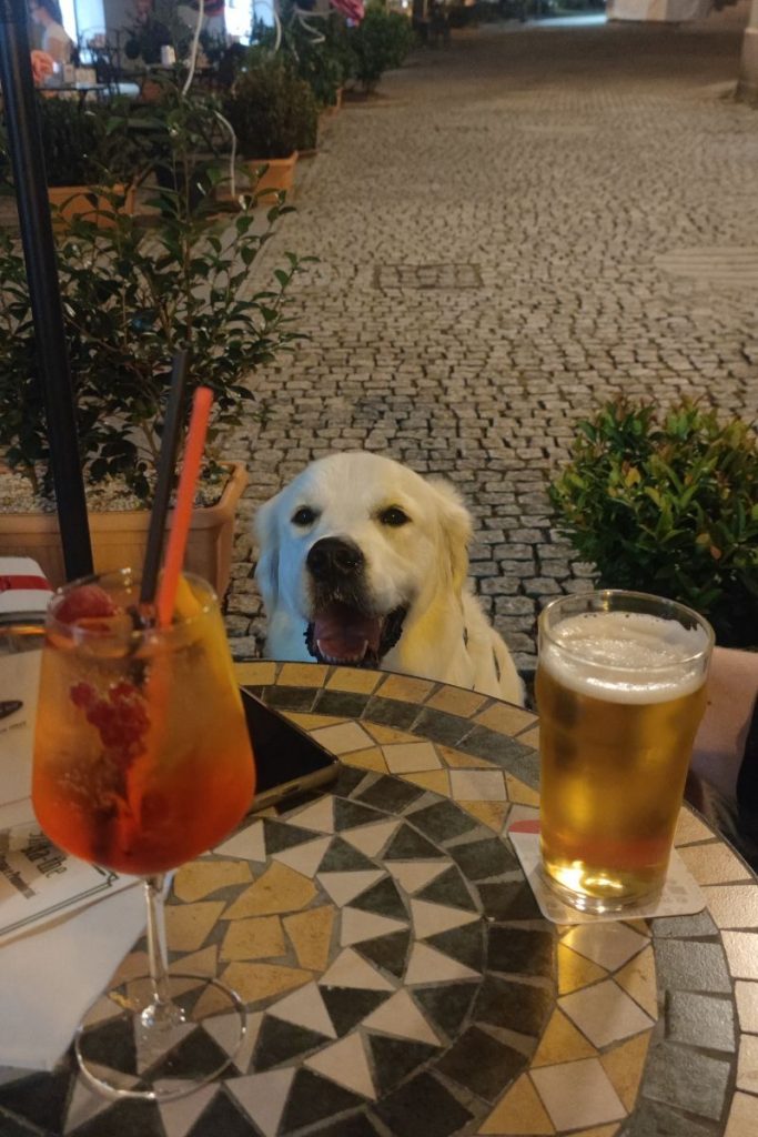 Hond Chicco D Oro Bar Lago Maggiore Italië