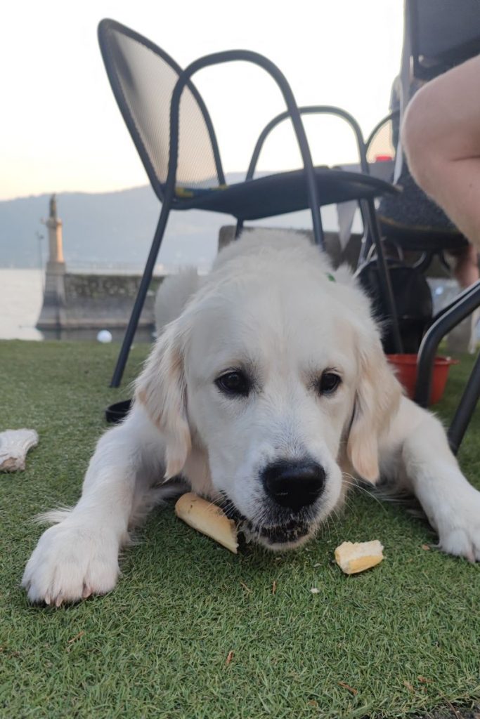 Hond Ristorante Il Burchiello Lago Maggiore Italië