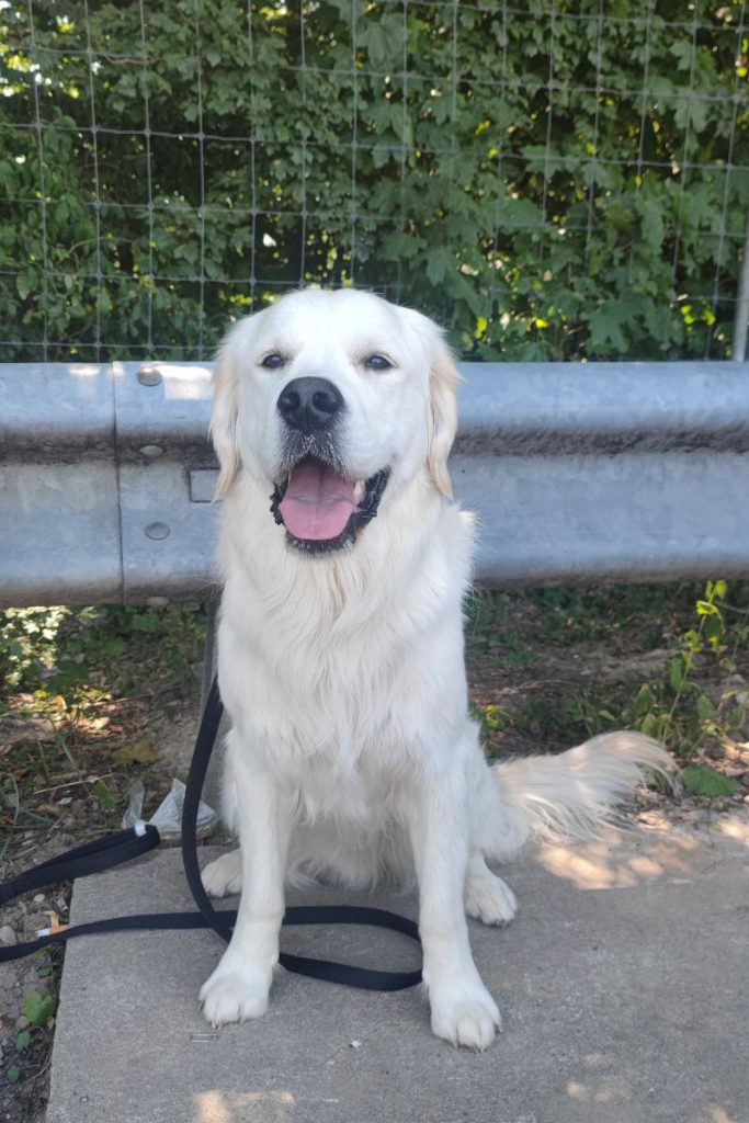 Hond Tussenstop Autovakantie Italië