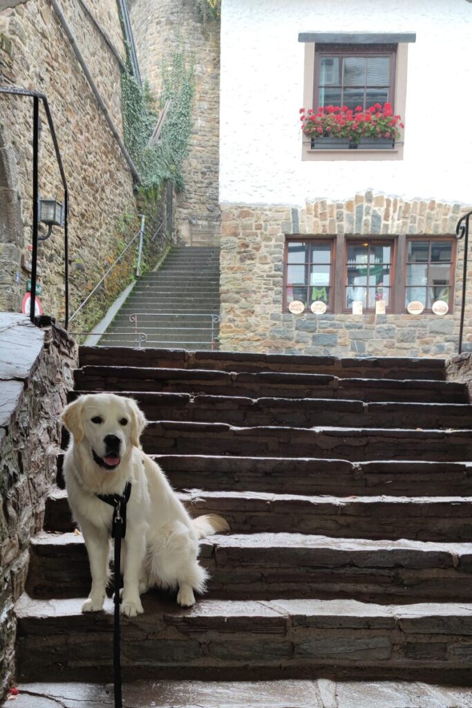 Kronenburg Duitsland Hond