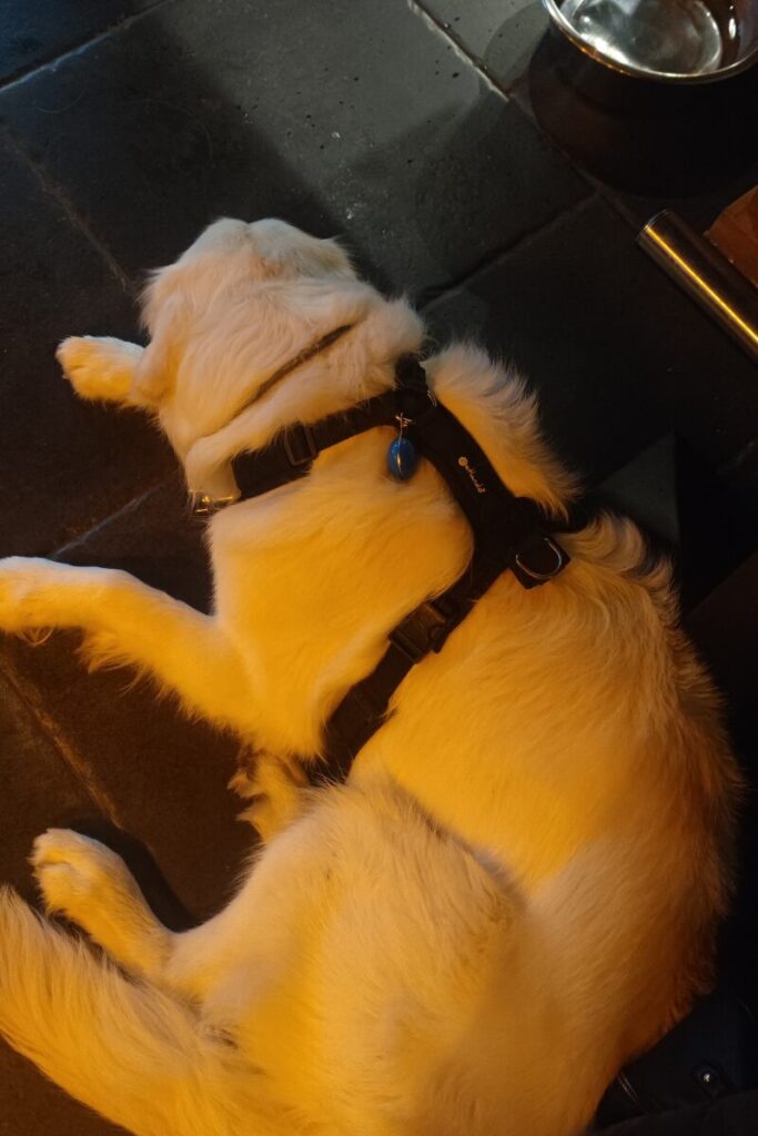 Prüm Bierbrouwerij Hond 2
