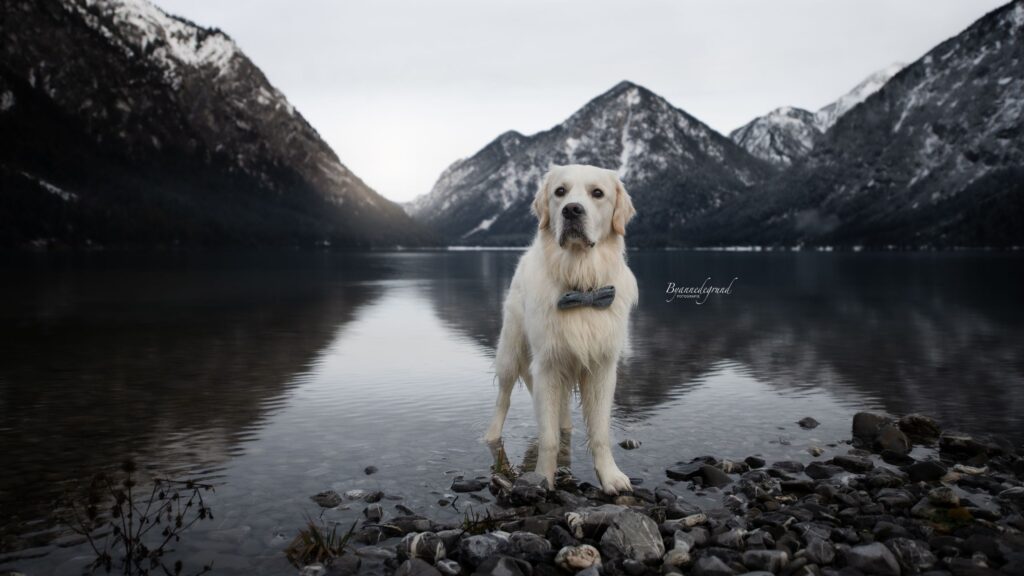 photoshoot hond heiterwanger see 1