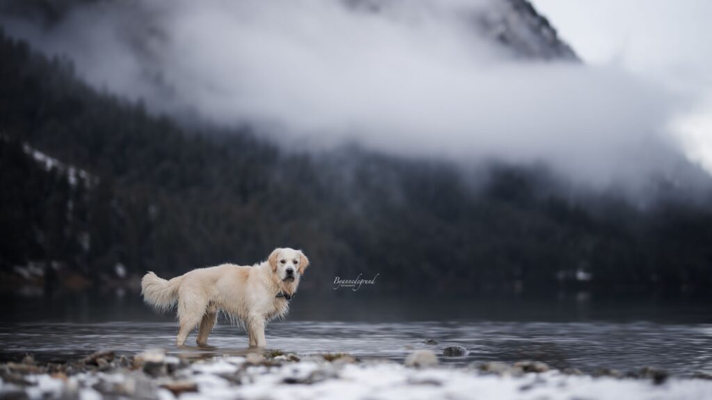 photoshoot hond heiterwanger see 2