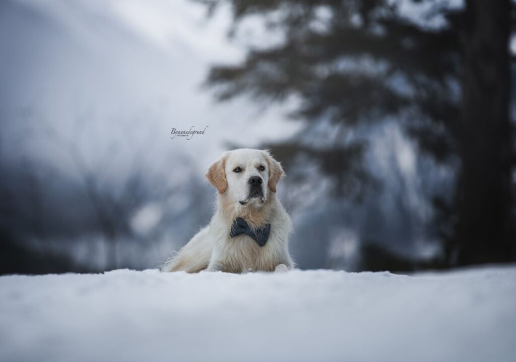 photoshoot hond heiterwanger see 3