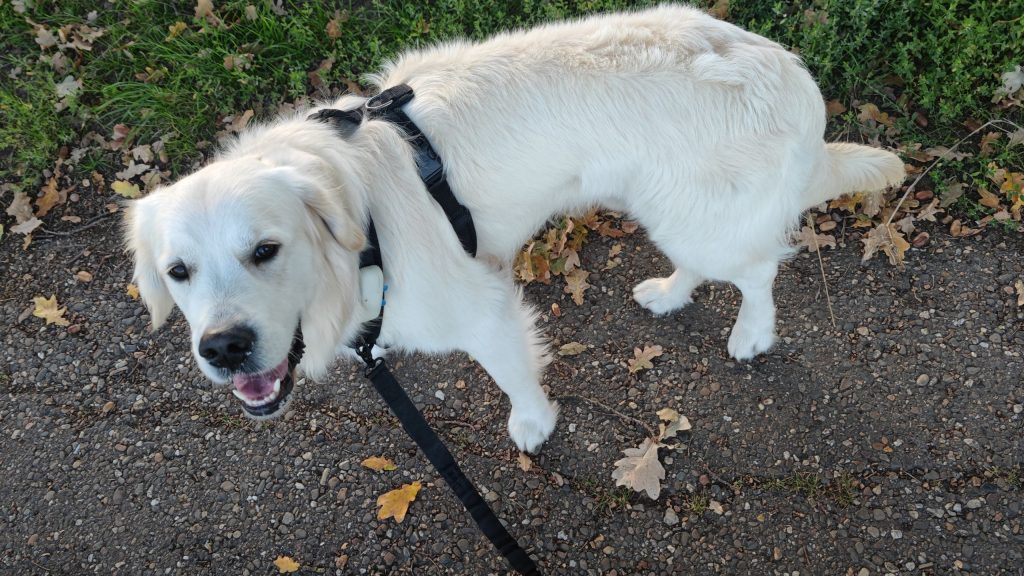 hardlopen met hond