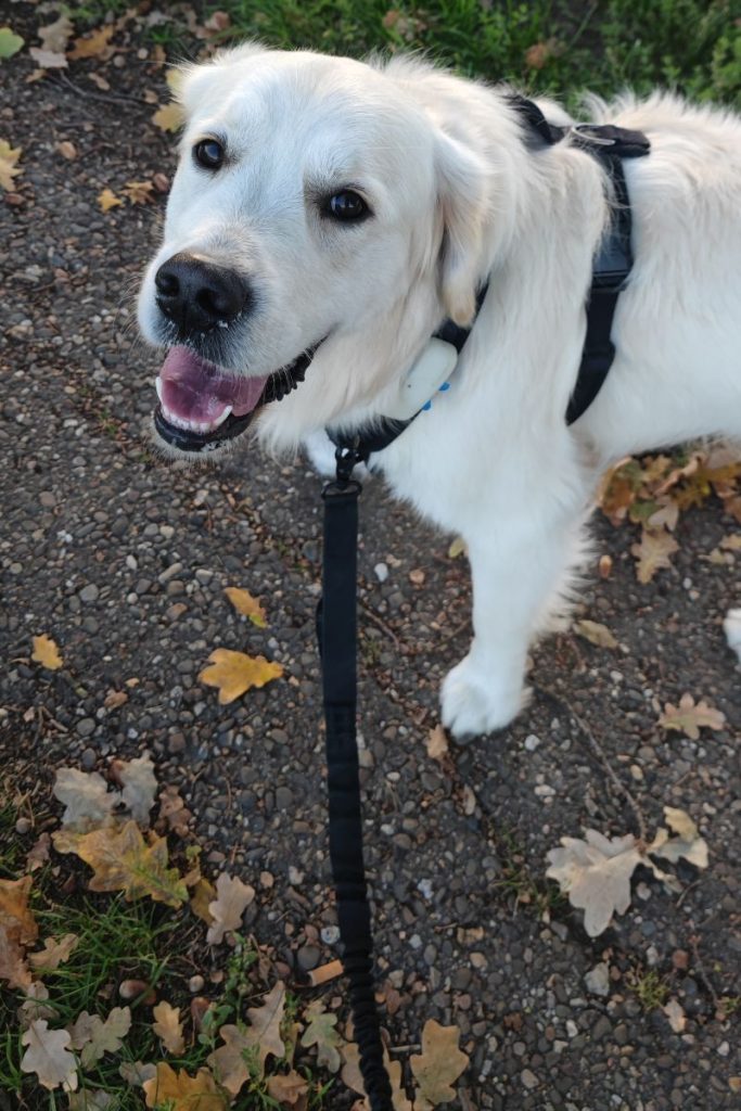 hardlopen met hond