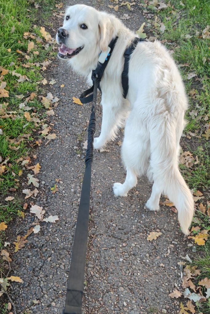 hardlopen met hond