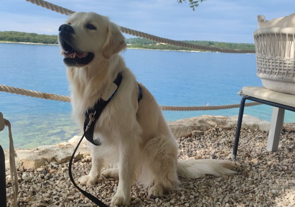 autovakantie hond duitsland kroatië