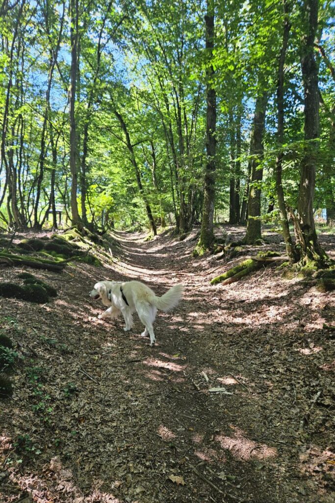 bourscheid moulin luxemburg wandeling hond 1