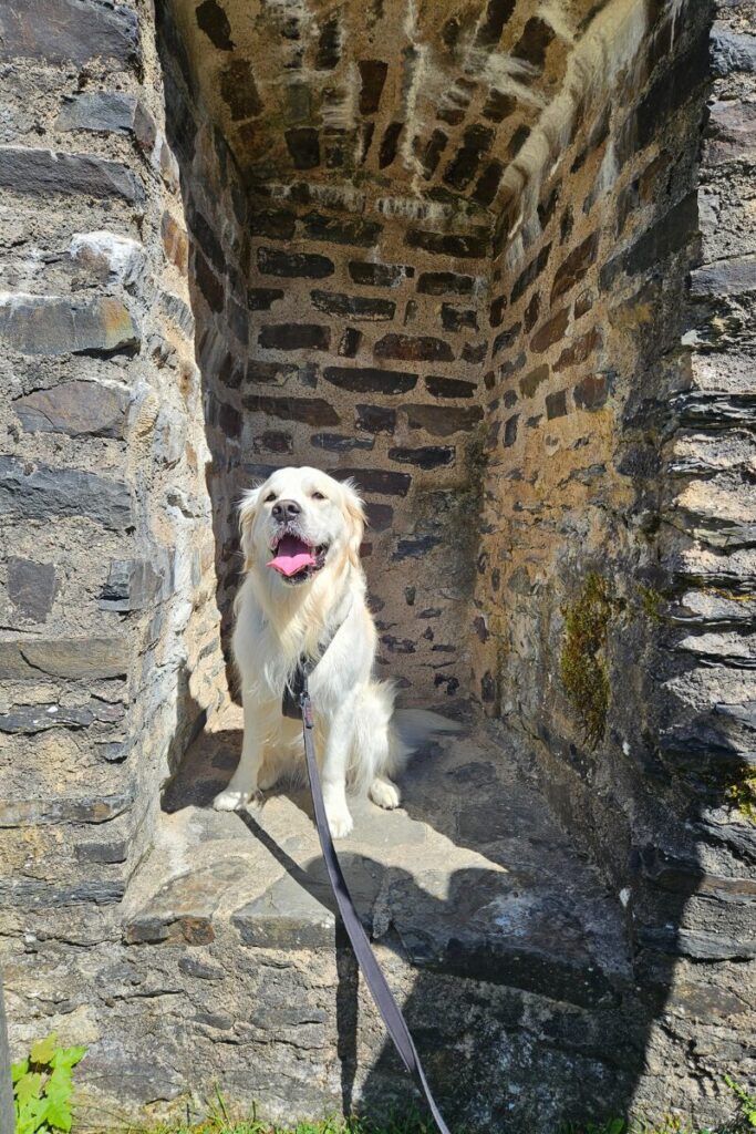 bourscheid moulin luxemburg wandeling hond 5