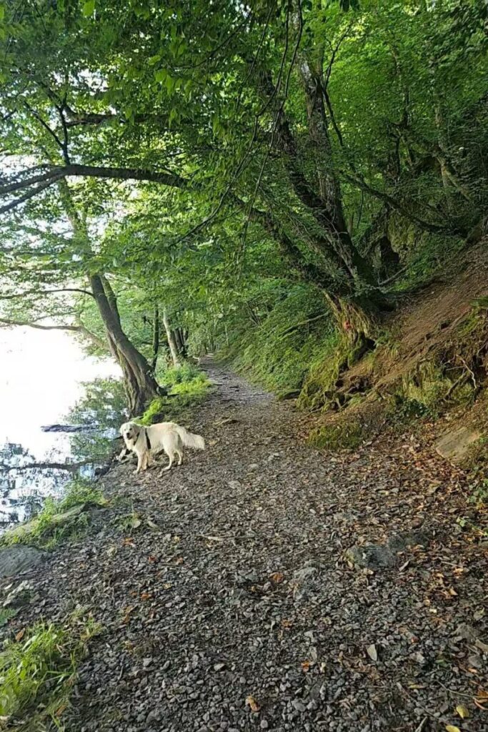 bourscheid moulin luxemburg wandeling hond 6