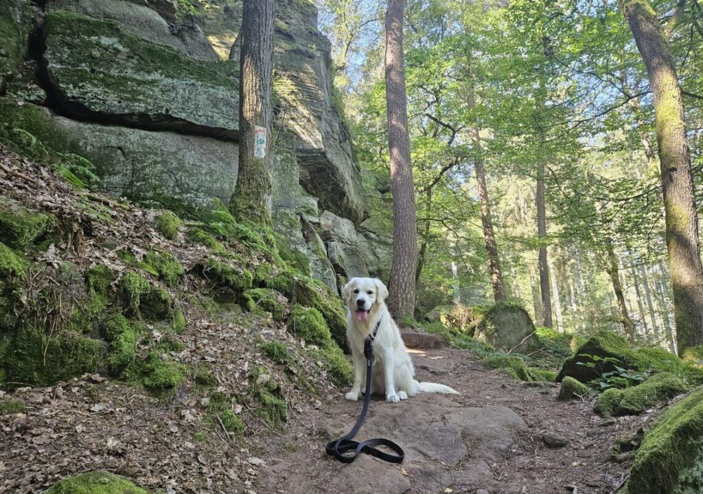 hond mullerthal trail luxemburg