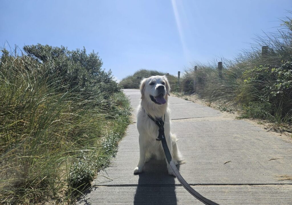 hond zeeland strand dishoek