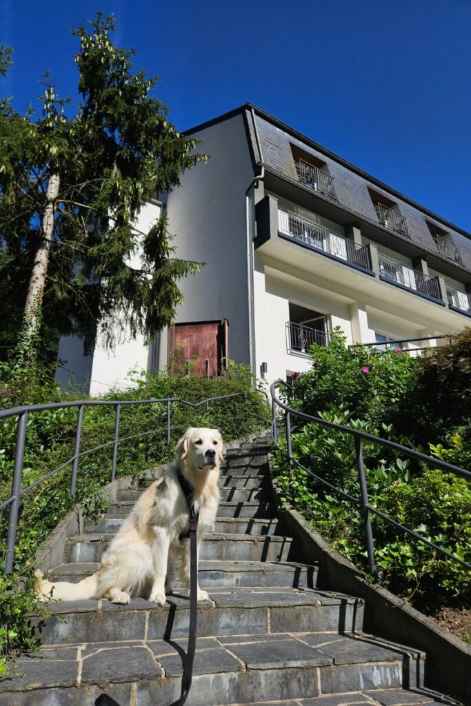 hotel bourscheid luxemburg hond 1