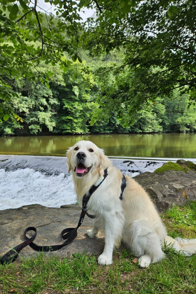 hotel bourscheid luxemburg hond 3