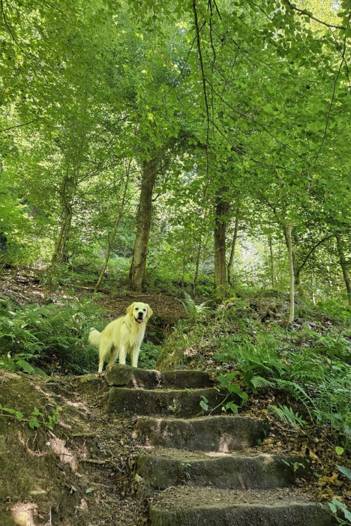 mullerthal trail w6 w7 luxemburg hond 1