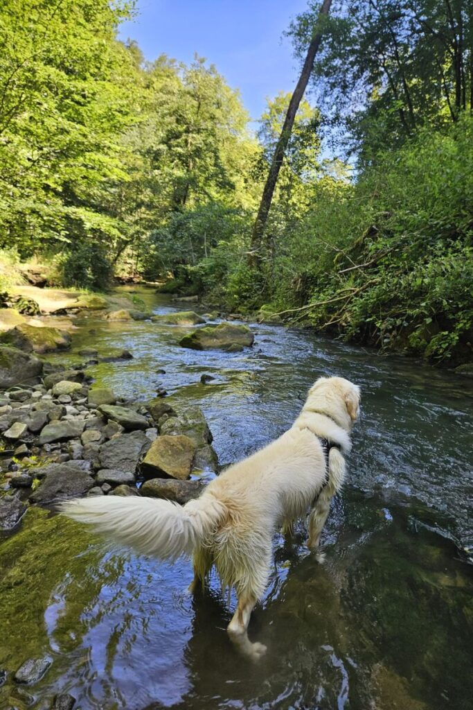 mullerthal trail w6 w7 luxemburg hond 3