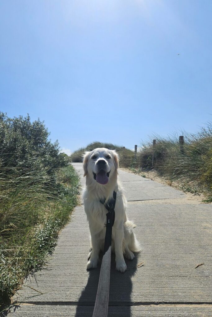 strand dishoek zeeland hond 1