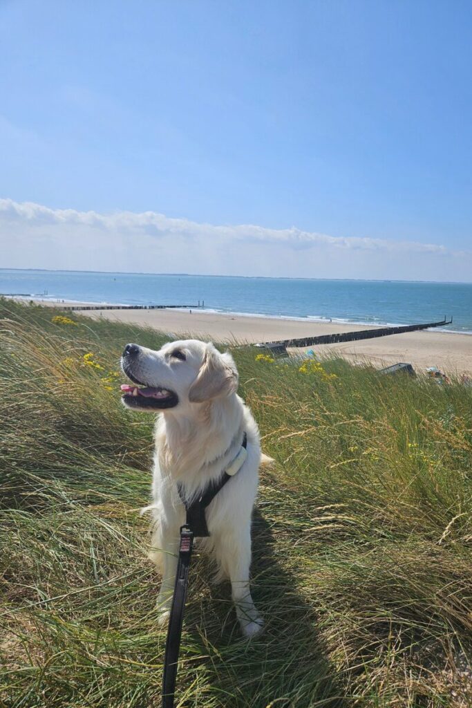 strand dishoek zeeland hond 3