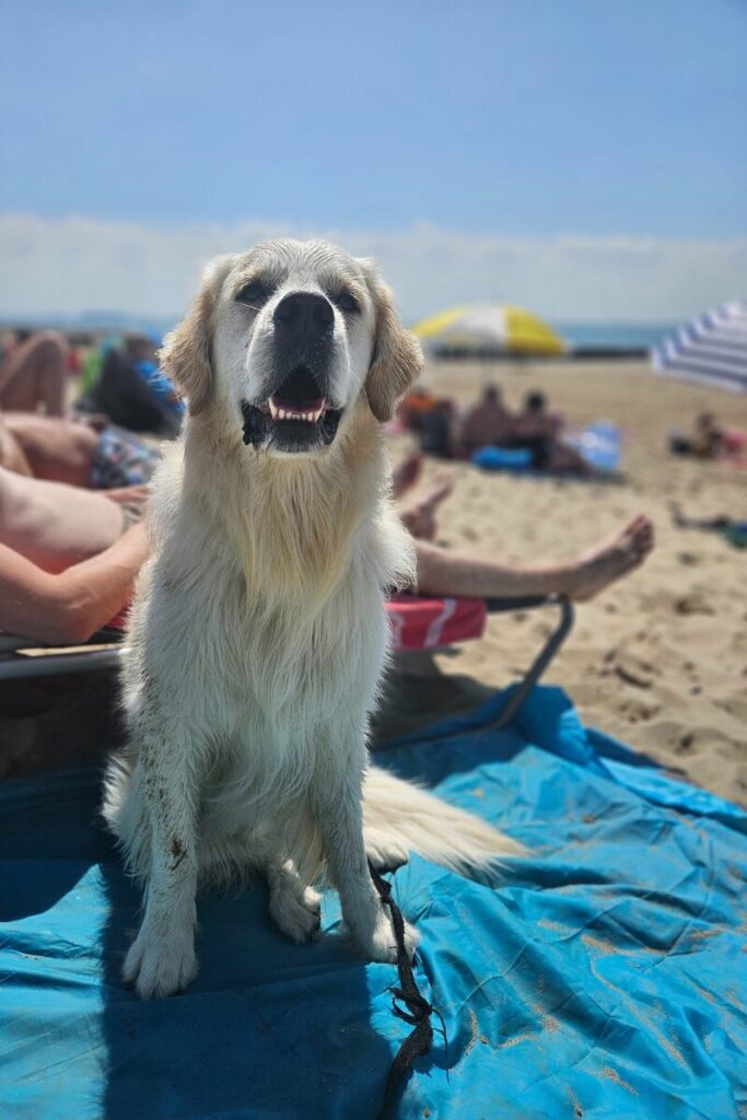 strand dishoek zeeland hond 4