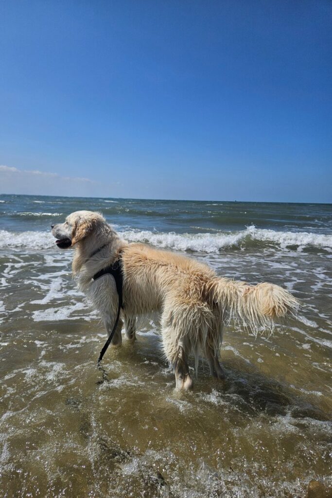 strand dishoek zeeland hond 6